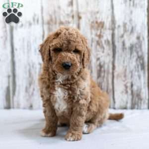 Hedwig, Mini Labradoodle Puppy